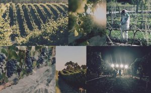 Andrew Murray Vineyards, Curtis Vineyard Mourvedre