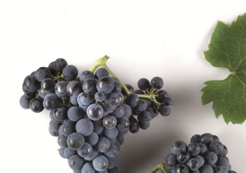 La Rioja Alta, 874 Reserva