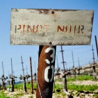 Adelaida, Anna’s Vineyard Cinsault